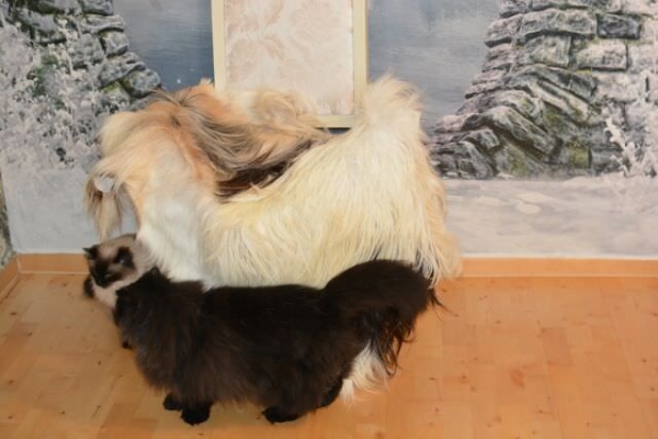 Bulgarian longhair goat hobby sewing crafts costume made